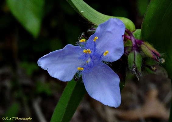 {Tradescantia subaspera}